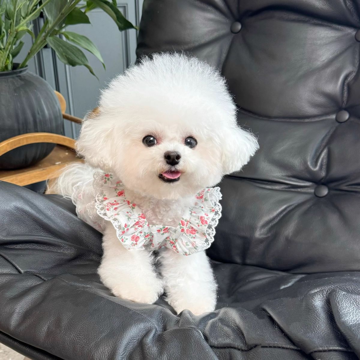 Floral Dog Dress with Lace Ruffles And Red Rose Pattern